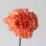 Orange Carnations (Bulk DIY)