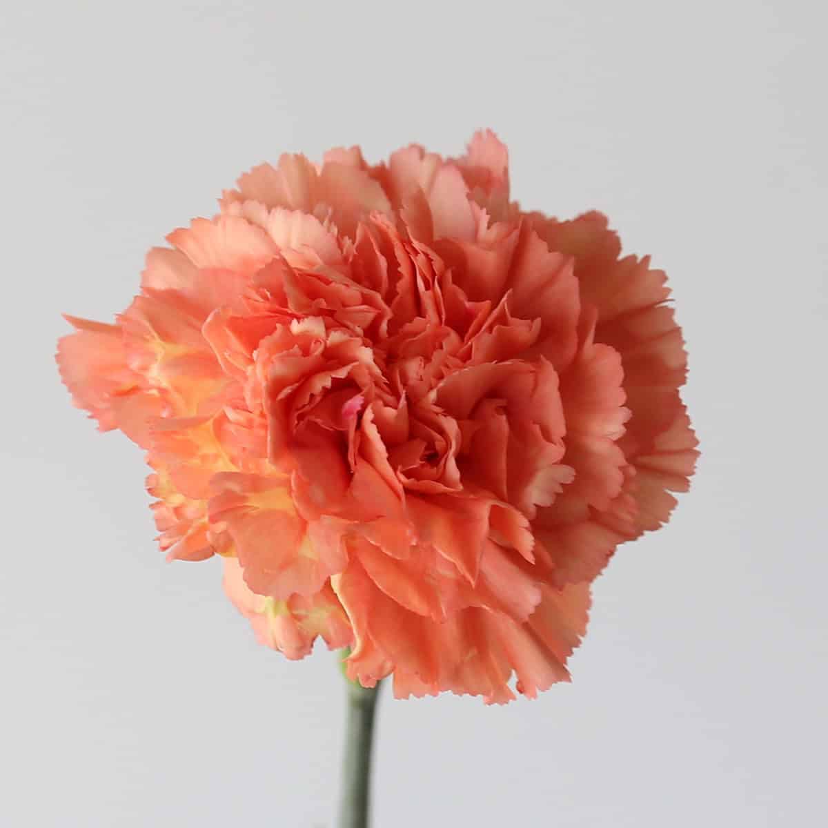 Carnations Orange Bulk DIY