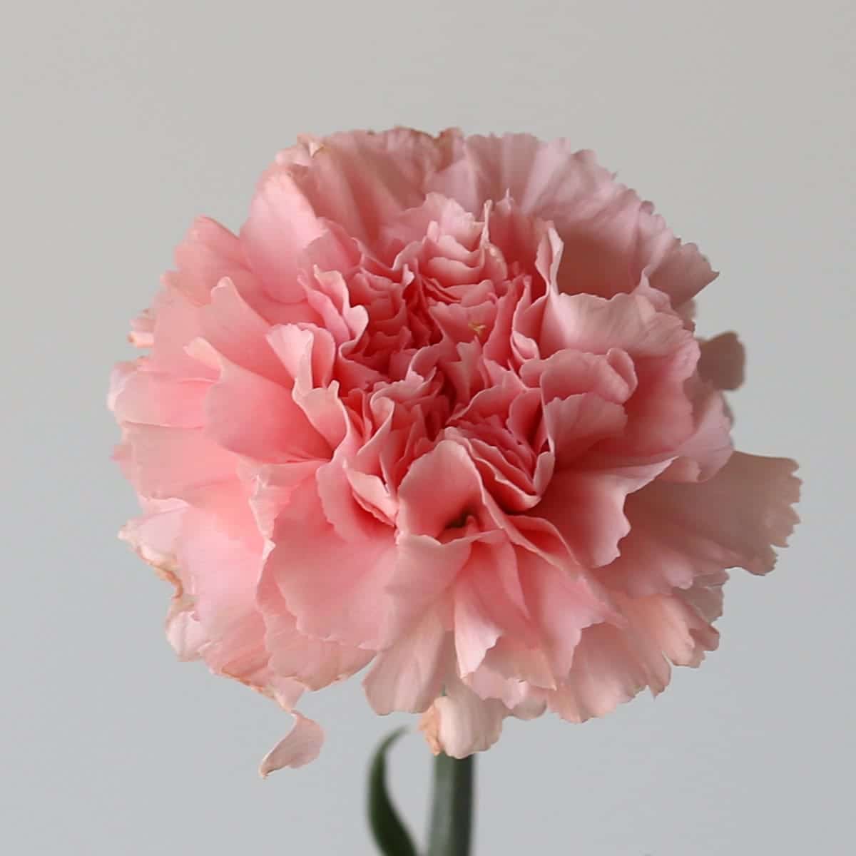 Carnations Pink Bulk DIY