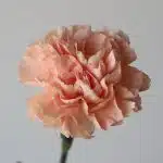 Peach Carnations (Bulk DIY)