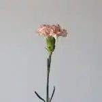 Peach Carnations (Bulk DIY)