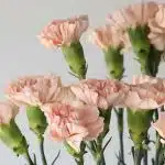 Peach Carnations (Bulk DIY)