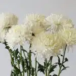 White Cremon Disbud Chrysanthemums (Bulk DIY)