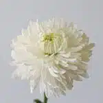White Cremon Disbud Chrysanthemums (Bulk DIY)