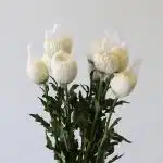 White Cremon Disbud Chrysanthemums (Bulk DIY)