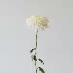 White Cremon Disbud Chrysanthemums (Bulk DIY)