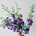 Blue Dendrobium Orchids (Bulk DIY)