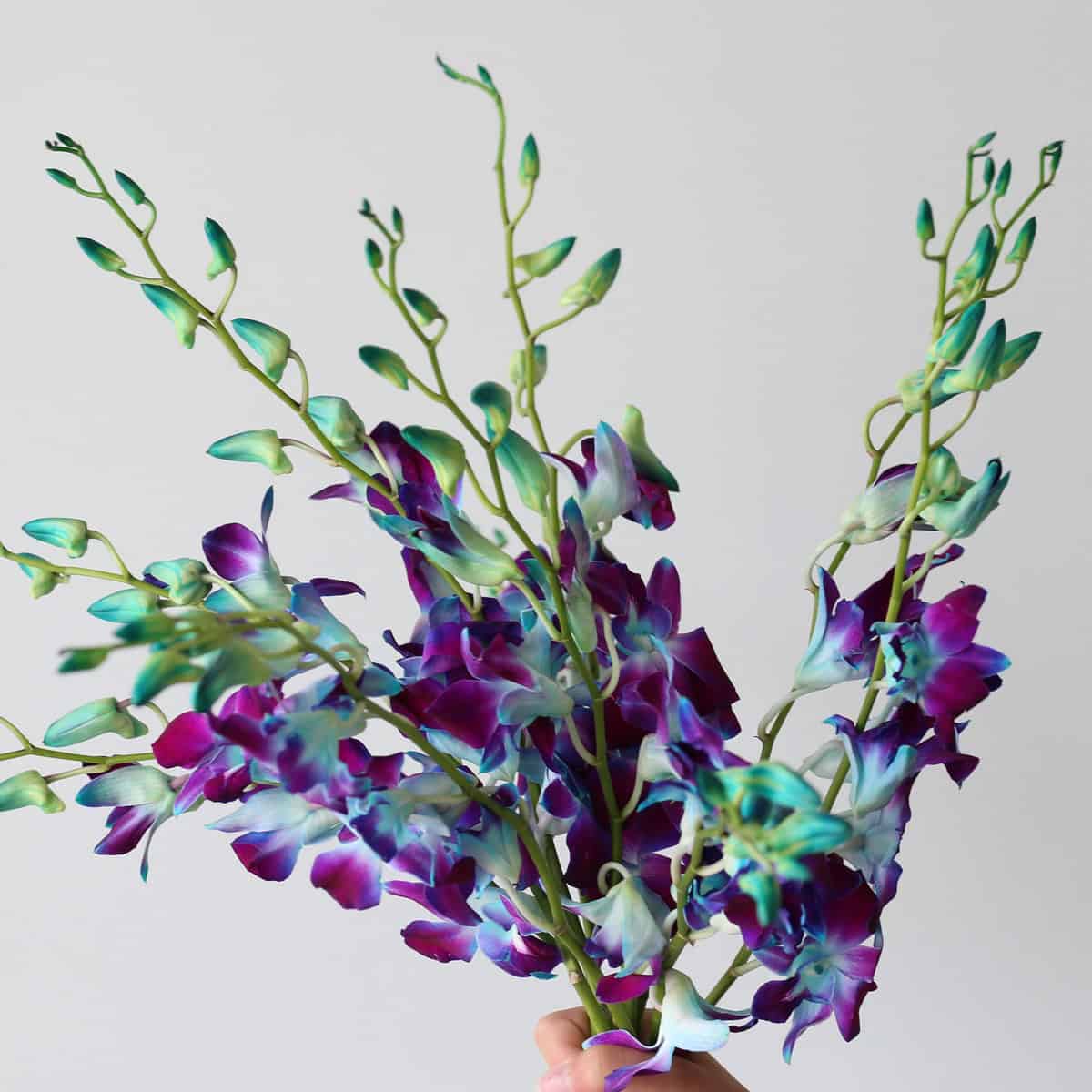 Dendrobium Orchid Blue Bunch