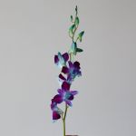 Blue Dendrobium Orchids