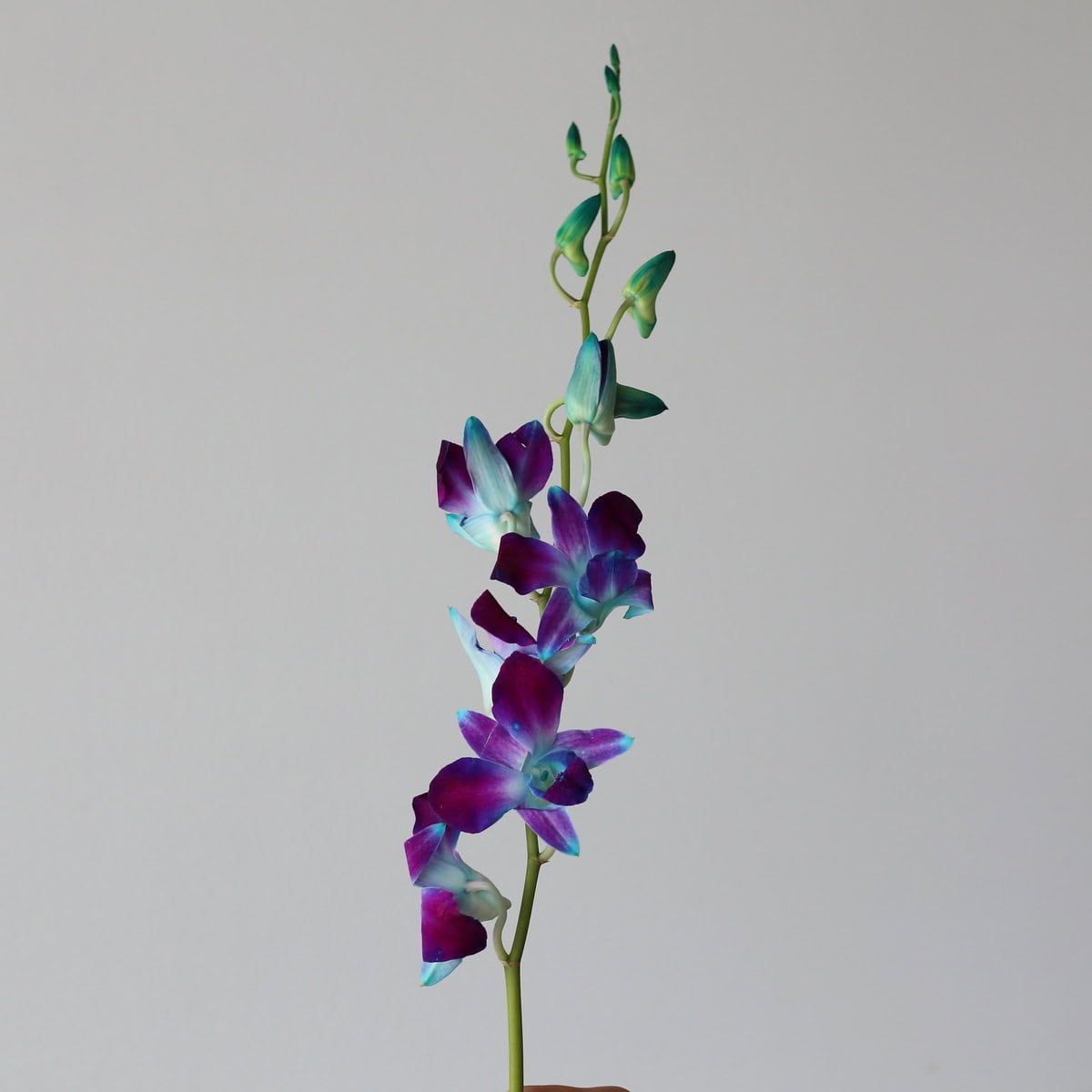 Blue Dendrobium Orchids