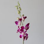 Caesar Pink Dendrobium Orchids (Bulk DIY)