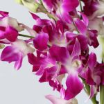 Caesar Pink Dendrobium Orchids (Bulk DIY)