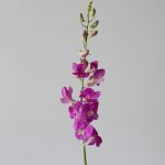 Orchidées Dendrobium roses - en vrac