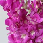 Orchidées Dendrobium roses - en vrac