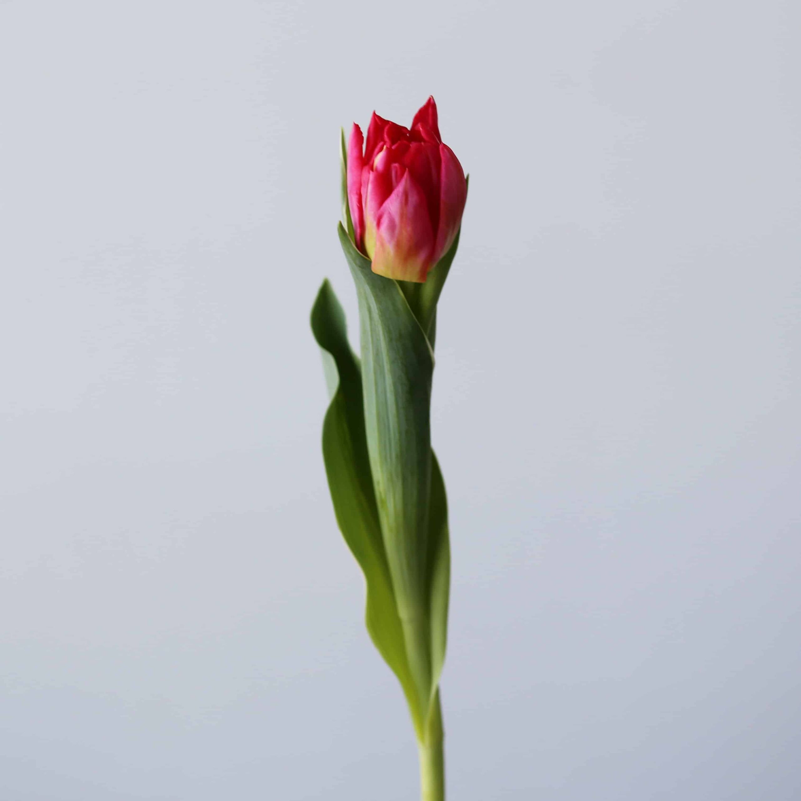 Flashpoint Double Tulip