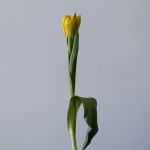 Tulipes Doubles Assorties en vrac