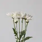 Chrysanthemum Artic Queen (Bulk DIY)