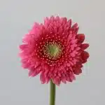 Gerpoms Cupid (Bulk DIY)