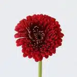 Gerpoms Floyd en vrac