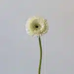 Gerpoms Amando (Bulk DIY)