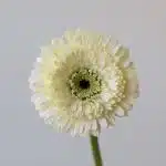 Gerpoms Amando (Bulk DIY)