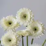 Gerpoms Amando (Bulk DIY)