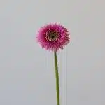 Gerpoms Pluck (Bulk DIY)