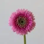 Gerpoms Pluck (Bulk DIY)