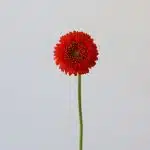 Gerpoms Fozzie (Bulk DIY)