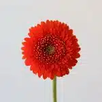 Gerpoms Fozzie (Bulk DIY)