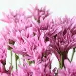 Chrysanthemum Cushion Veronica (Bulk DIY)