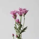 Chrysanthemum Cushion Veronica (Bulk DIY)