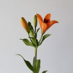 Orange LA Asiatic Lily (Bulk DIY)