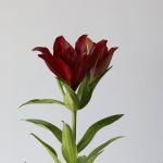 Red LA Asiatic Lily (Bulk DIY)