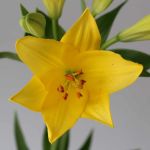 Lys asiatiques jaunes - en vrac