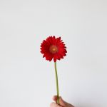 Mini Gerbera Choiz (Bulk DIY)
