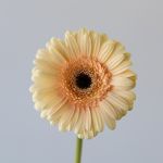 Mini Gerbera Cafe Peach (Bulk DIY)