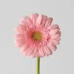 Mini Gerbera Juna (Bulk DIY)