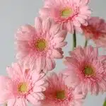 Mini Gerbera Juna (Bulk DIY)