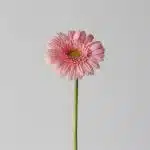 Mini Gerbera Juna (Bulk DIY)