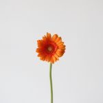 Mini Gerbera Max (Bulk DIY)