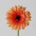Mini Gerbera Oreo (Bulk DIY)