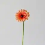 Mini Gerbera Oreo (Bulk DIY)