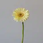 Mini Gerbera Romily (Bulk DIY)