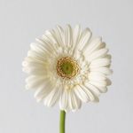 Mini Gerbera White Star - en vrac