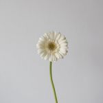 Mini Gerbera White Star - en vrac