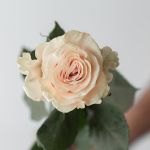 Roses Pink Mondial 70cm (Bulk DIY)