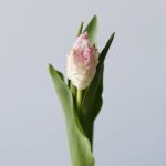 Assorted Parrot Tulips (Bulk DIY)