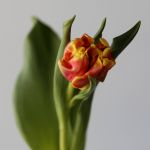Assorted Parrot Tulips (Bulk DIY)