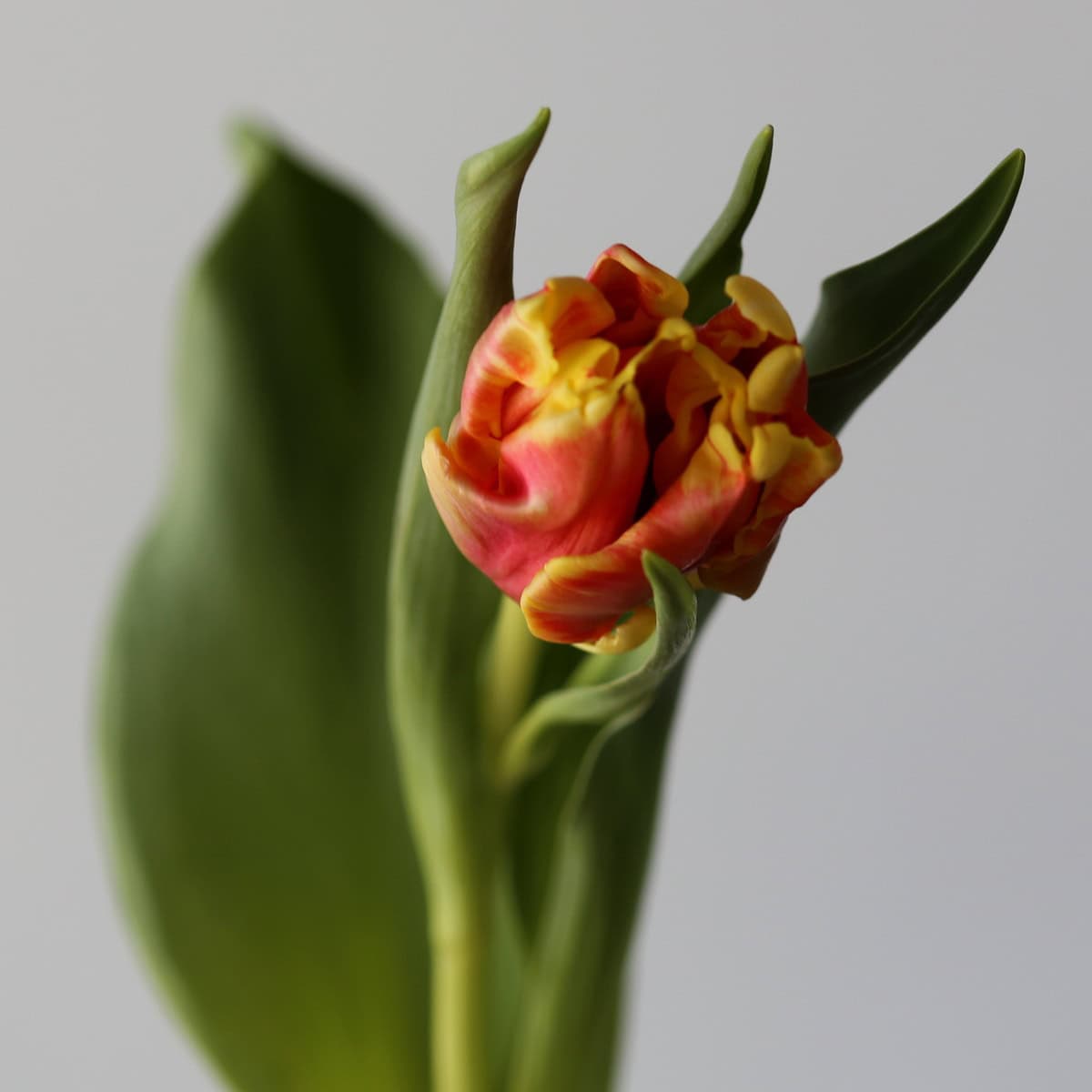 Deejay Parrot Tulip